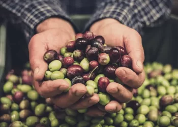 Egypt plans olive festival in Marsa Matrouh to boost tourism