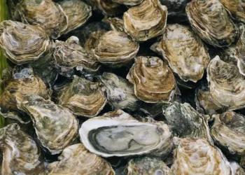 Australian police hunt oyster thieves after A$350,000 haul