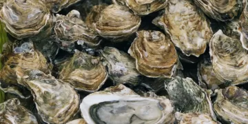 Australian police hunt oyster thieves after A$350,000 haul