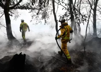 Wildfire