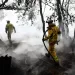 Wildfire