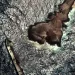 2 slicks appear in Gulf as huge oil spill off