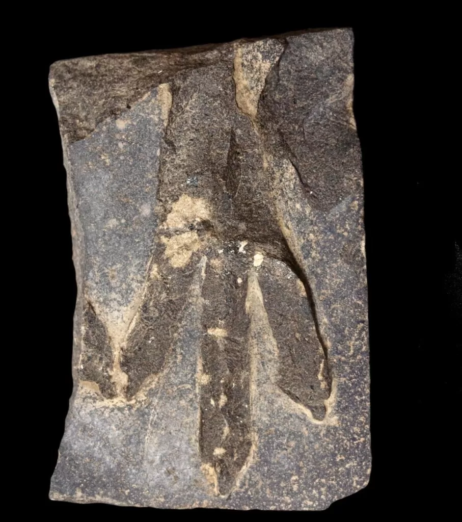 Egyptian dig sheds new light on ancient Horus Military Road, lost city 16 - Egyptian Gazette Egyptian dig sheds new light on ancient Horus Military Road, lost city 15 - Egyptian Gazette