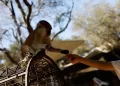 Gaza zoo animals suffer under war