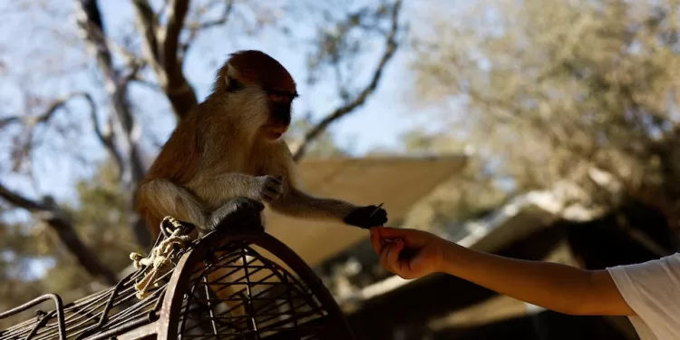 A Palestinian visitor feeds a monkey during a visit to a zoo in Nuseirat, in the central Gaza Strip, August 12, 2026. REUTERS