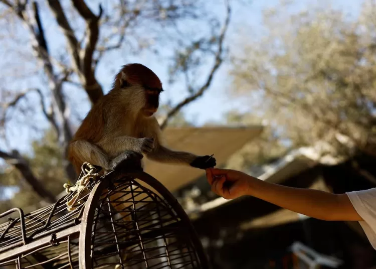 A Palestinian visitor feeds a monkey during a visit to a zoo in Nuseirat, in the central Gaza Strip, August 12, 2026. REUTERS