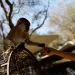 Gaza zoo animals suffer under war