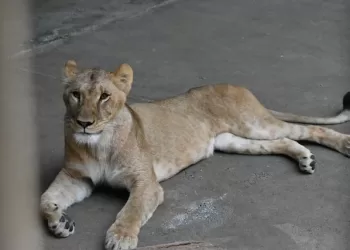 Three lions die of heatstroke at Tokyo zoo