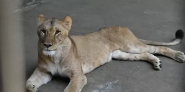 Three lions die of heatstroke at Tokyo zoo