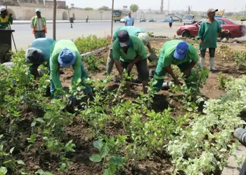 Cairo to plant hope where development leaves gaps