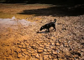 US agency warns 75% chance of historic El Niño