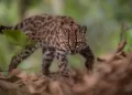 First new cat species in century found in Bolivia