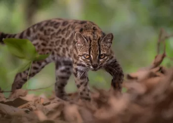 First new cat species in century found in Bolivia