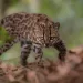 First new cat species in century found in Bolivia