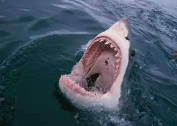 Swimmer killed in shark attack at Western Australia beach
