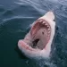 Swimmer killed in shark attack at Western Australia beach