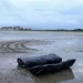 Child, 2 women die on migrant boat 2 - Egyptian Gazette Child, 2 women die on migrant boat