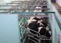 Libya’s Dairy Industry Bets on Local Production and a Wider Regional Opportunity