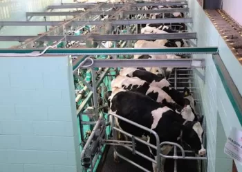 Libya’s Dairy Industry Bets on Local Production and a Wider Regional Opportunity