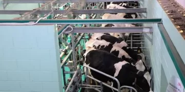 Libya’s Dairy Industry Bets on Local Production and a Wider Regional Opportunity