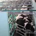 Libya’s Dairy Industry Bets on Local Production and a Wider Regional Opportunity