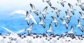 When birds cross the Red Sea without fear