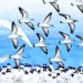 When birds cross the Red Sea without fear
