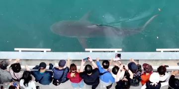 Shark