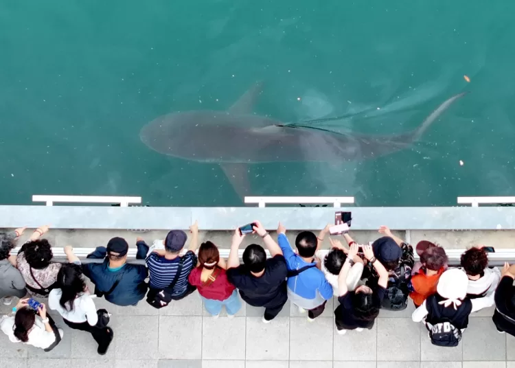 Shark
