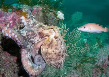Rising marine heatwaves threaten European fisheries