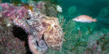 Rising marine heatwaves threaten European fisheries