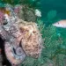 Rising marine heatwaves threaten European fisheries
