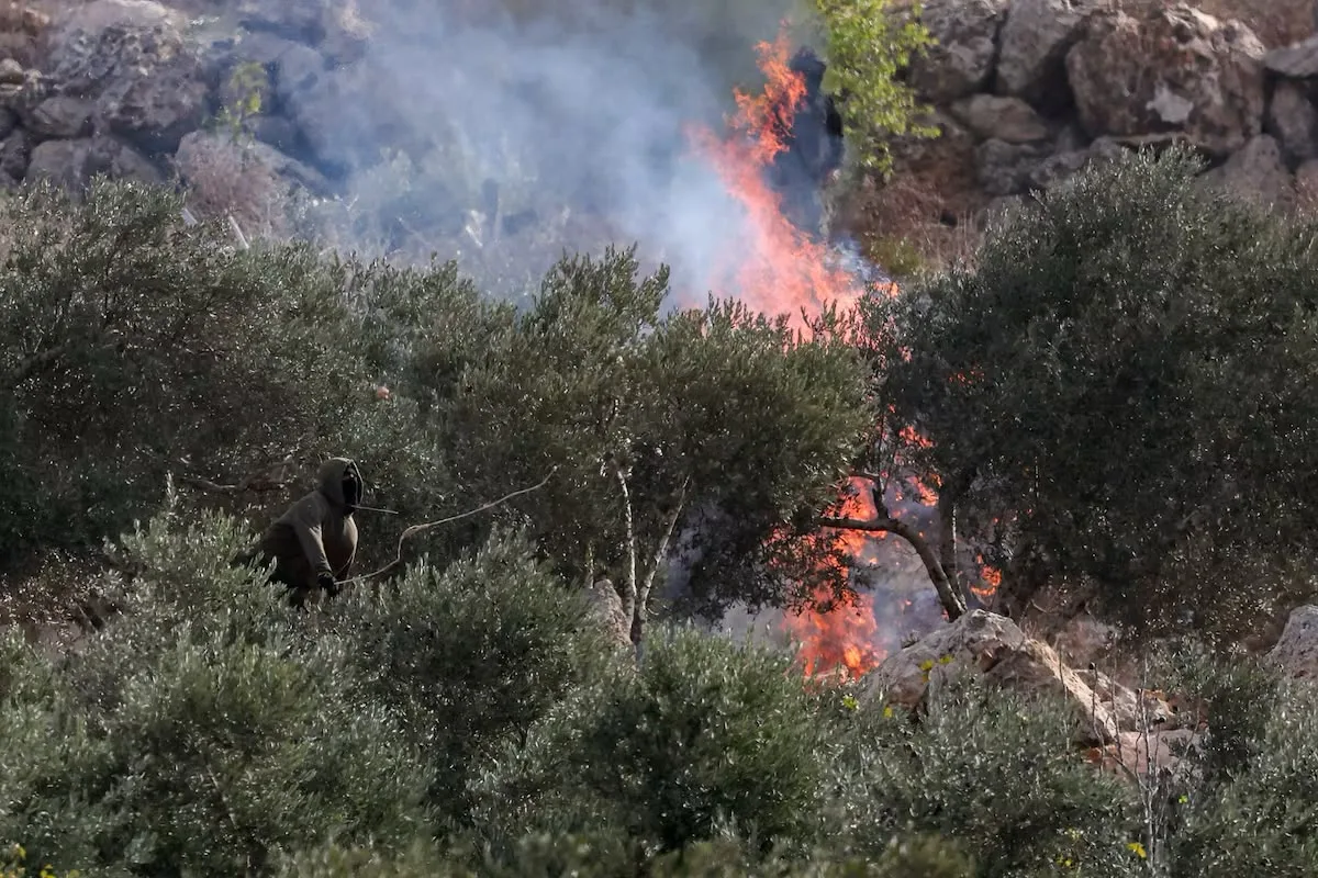 Israeli settlers burn olive trees in West Bank