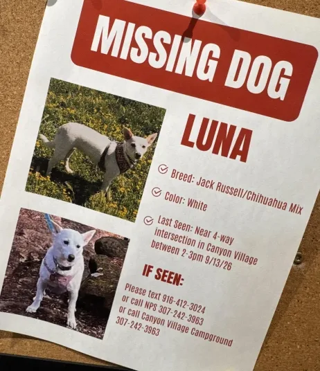 Dog-winter