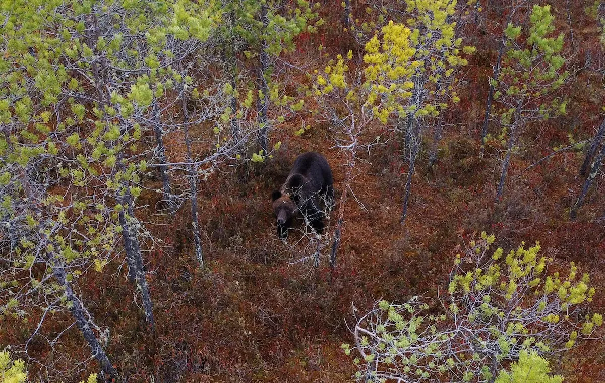 Russia cracks down on AI bears