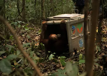 Indonesia rescues 8 orangutans after Borneo fires