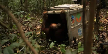Indonesia rescues 8 orangutans after Borneo fires