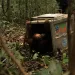 Indonesia rescues 8 orangutans after Borneo fires 2 - Egyptian Gazette Indonesia rescues 8 orangutans after Borneo fires
