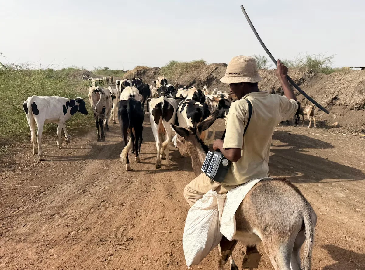 El Niño drought raises famine fears in Sudan