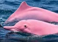 Rare pink-coloured dolphins spotted off Oman