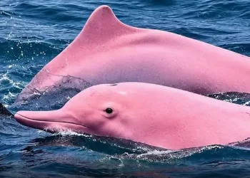 Rare pink-coloured dolphins spotted off Oman