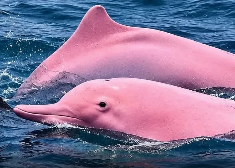 Rare pink-coloured dolphins spotted off Oman 11 - Egyptian Gazette Rare pink-coloured dolphins