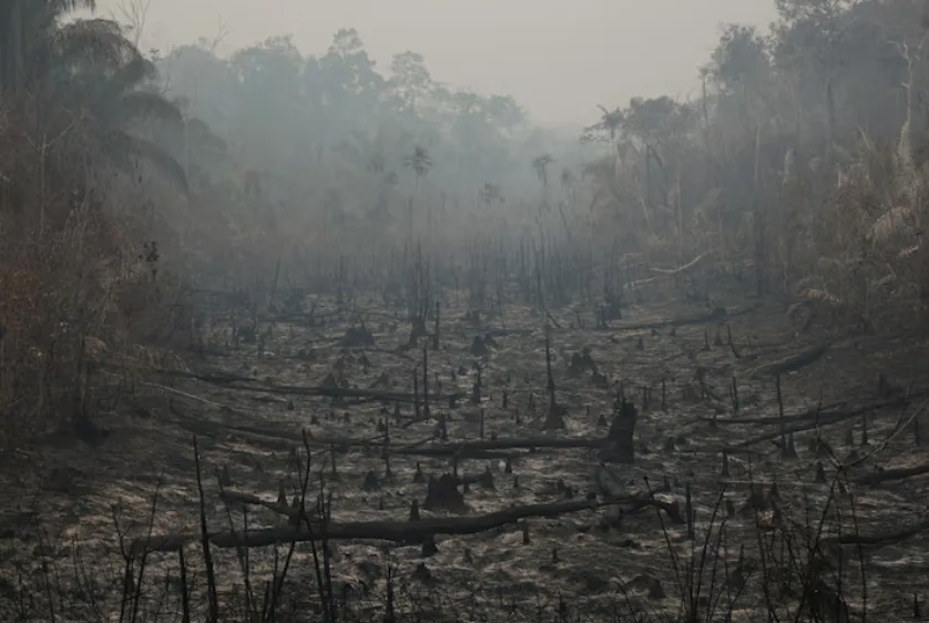 COP17 secures deal to speed up biodiversity action amid funding shortfall