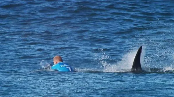 Shark kills swimmer off South Africa