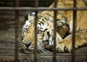 UK zoo reports ‘serious incident’ at tiger enclosure