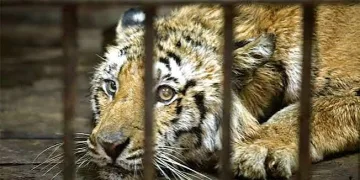 UK zoo reports ‘serious incident’ at tiger enclosure