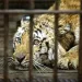 UK zoo reports 'serious incident' at tiger enclosure 2 - Egyptian Gazette UK zoo reports ‘serious incident’ at tiger enclosure