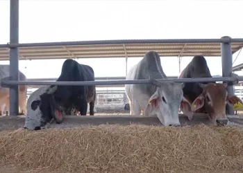 Future of Egypt seeks to boost livestock, poultry production
