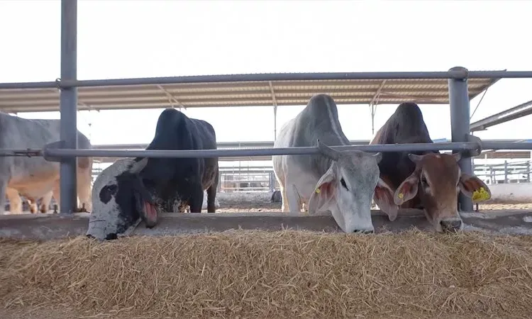 Future of Egypt seeks to boost livestock, poultry production 12 - Egyptian Gazette