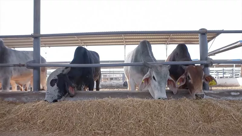 Future of Egypt seeks to boost livestock and poultry production